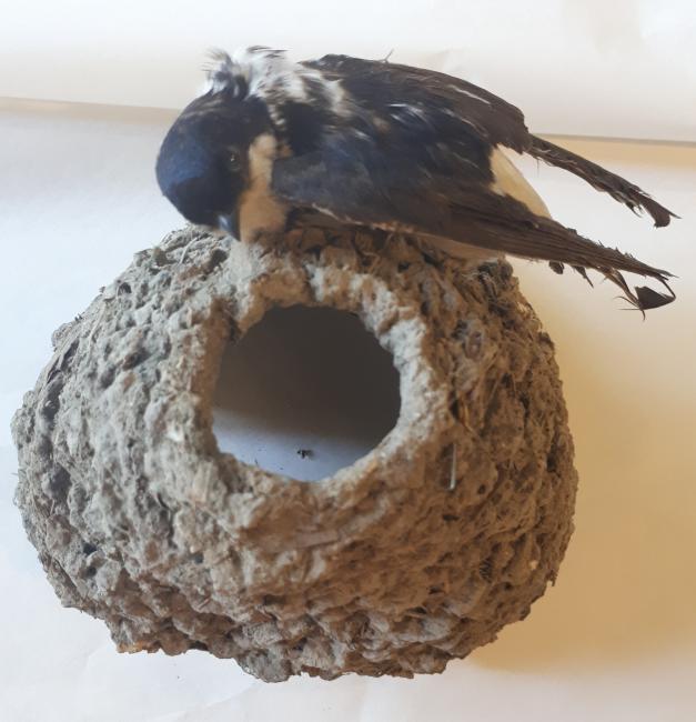house martin