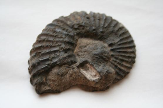 Ammonite