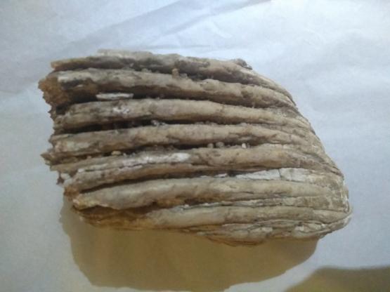 Mammoth tooth