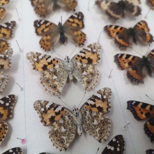 A collection of butterflies arranged on a board